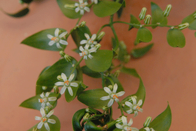 Weed Flowers