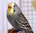 budgie named Meagan