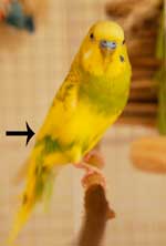 budgie named Cody