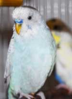 budgie named Bodie