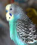 Budgie named Clifford