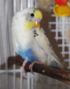 budgie