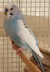 Skyler Budgie