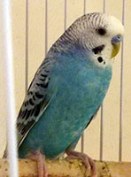 Benny Budgie