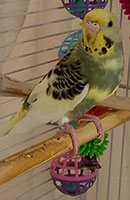 Mitzi Budgie