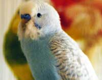 budgie named Scottie