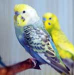 Budgie named Harley