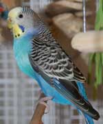 budgie named Chloe