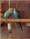 Budgies kissing