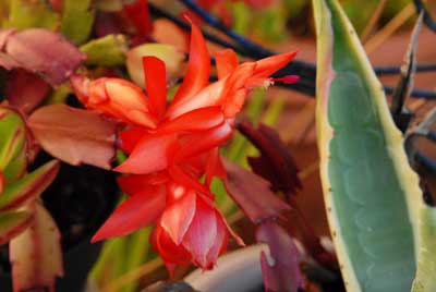 Christmas cactus