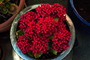 %_tempFileName624sj%20Dark%20Orange%20Succulent%20Flowers%