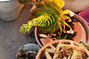 %_tempFileName627xsj%20Succulent%20flower%20bundle%