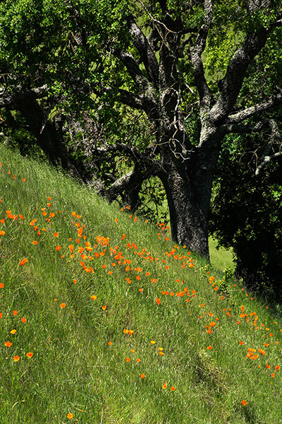 %_tempFileName4141js%20Poppies%20on%20Hillside%