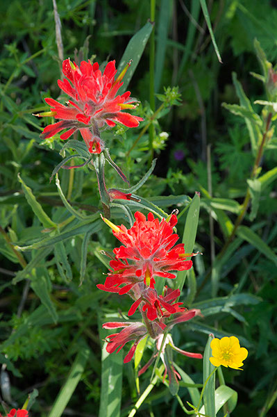 %_tempFileName4197js%20Red%20Wildflowers%