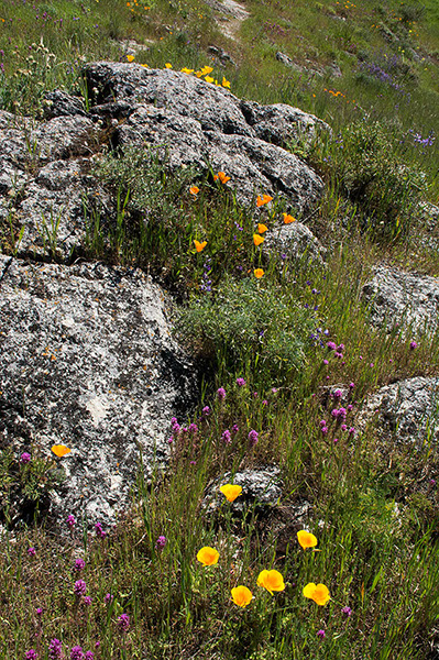 %_tempFileName4241js%20Rocks%20and%20Wildflowers%