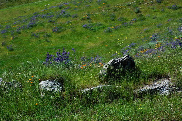 %_tempFileName4280js%20Grass%20and%20Wildflowers%