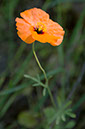 %_tempFileName4091js%20Orange%20Flower%