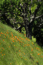 %_tempFileName4141js%20Poppies%20on%20Hillside%