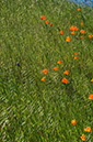 %_tempFileName4143js%20Poppies%20on%20Hillside%