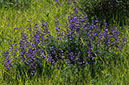 %_tempFileName4185js%20Lupine%20on%20HIllside%