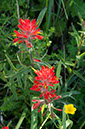 %_tempFileName4197js%20Red%20Wildflowers%