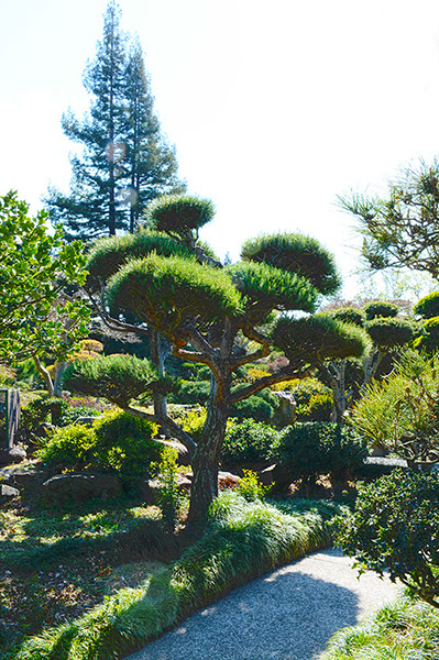 %_tempFileNameBushes%20at%20Hayward%20Japanese%20Gardens_Sat_HDR2xls%