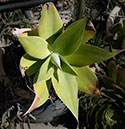 %_tempFileNameSucculent%202fxbHnS_Panorama1%