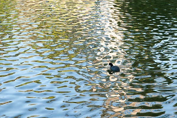 %_tempFileName163s%20Coot%20on%20the%20water%