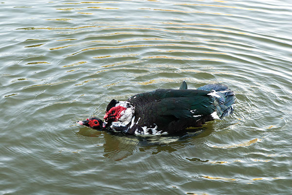 %_tempFileName183s%20Muscovy%20Ducks%20Copulating%