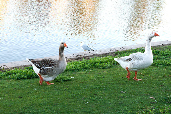 %_tempFileName191xs%20Two%20Geese%