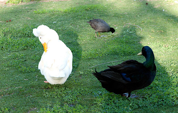 %_tempFileName23xs%20Black%20and%20Crested-White%20Ducks%