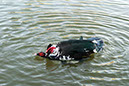 %_tempFileName183s%20Muscovy%20Ducks%20Copulating%