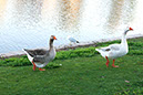 %_tempFileName191xs%20Two%20Geese%