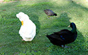 %_tempFileName23xs%20Black%20and%20Crested-White%20Ducks%