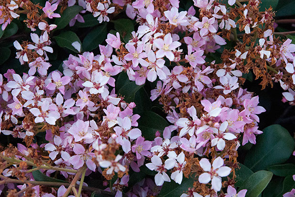 %_tempFileName462s%20Pink%20Flowers%