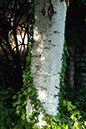 %_tempFileName452x%20Birch%20Tree%