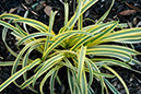 %_tempFileName456%20Yellow%20and%20Green%20Plant%