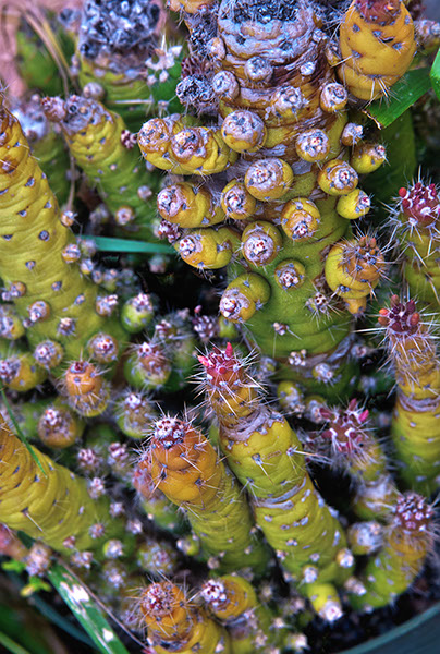 %_tempFileNameGoofy%20Cactus%202-1-2015xfs%20Merged_HDR2%