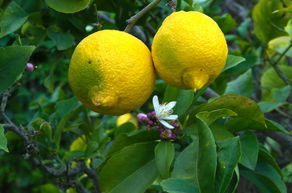 %_tempFileNameTwo%20Lemons%20xs%20-%20Merged_HDR2%