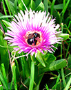 %_tempFileName274-2xs%20Bumble%20Bee%20on%20Ice%20Plant%20Flower%