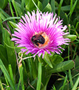 %_tempFileName276-2xs%20Bumble%20Bee%20on%20Ice%20Plant%20Flower%