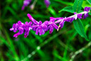 %_tempFileName353%20Purple%20Sage%20Flowers%202-17-2015xs%