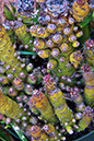 %_tempFileNameGoofy%20Cactus%202-1-2015xfs%20Merged_HDR2%