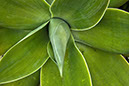 %_tempFileNameSucculent%20Closeup%20xs%20-%20Merged_HDR2%