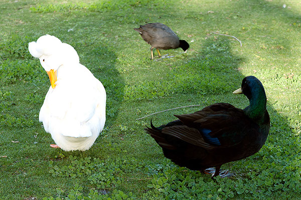 %_tempFileName0023%20Black%20and%20White%20Ducks%20Nwk%20Lake%202-23-2015b%