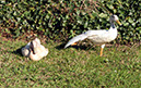 %_tempFileName0070%20White%20Duck%20Stretching%202-23-2015%