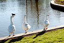 %_tempFileName0079%20Three%20White%20Ducks%