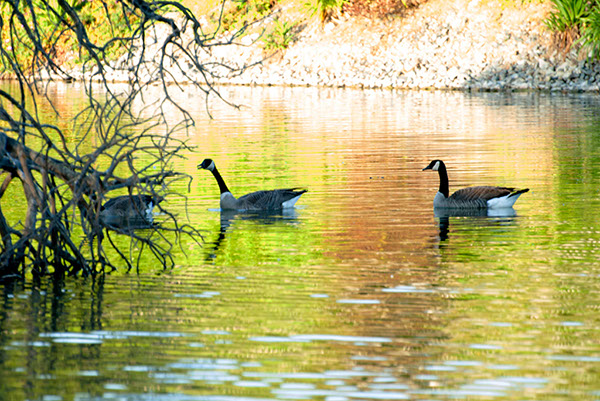 %_tempFileName660sj%20Canadian%20Geese_Nwk%20Lake%204-30-2015%