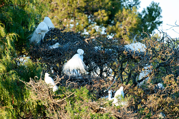 %_tempFileName662js%20Nesting%20Egrets_Nwk%20Lake%204-30-2015%