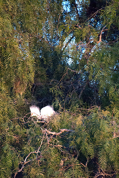 %_tempFileName671js%20Nesting%20Baby%20Egret_Nwk%20Lake%204-30-2015%